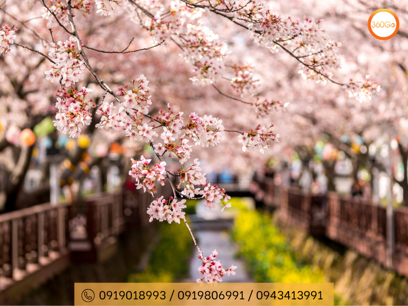 Hoa anh đào tại công viên Yeouido - Du lịch 360Go 